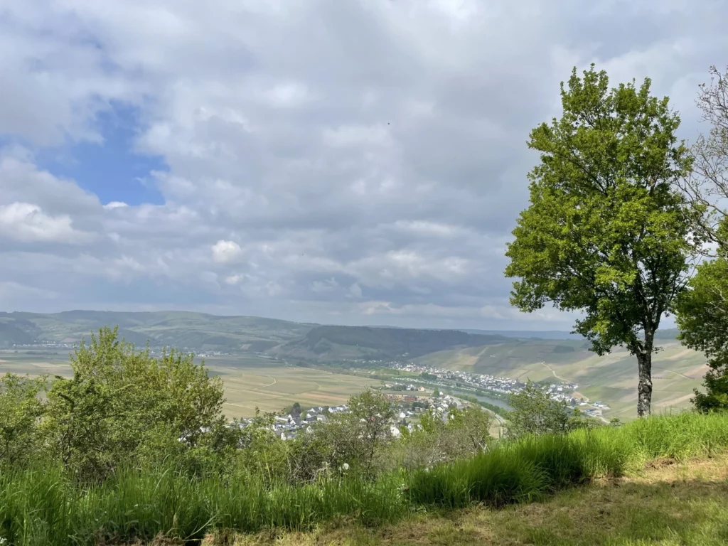 Blick über das Moseltal bei Trittenheim