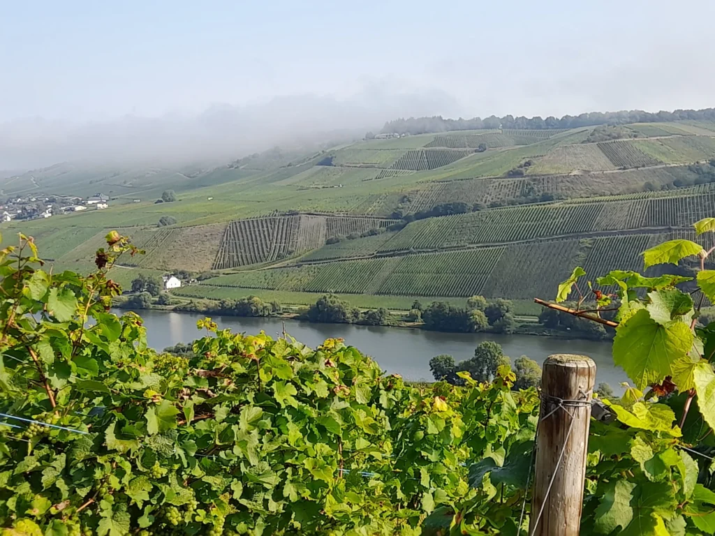 Blick über den Weinberg auf die Mosel