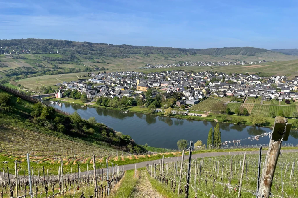 Blick vom Weinberg über die Mosel auf Trittenheim