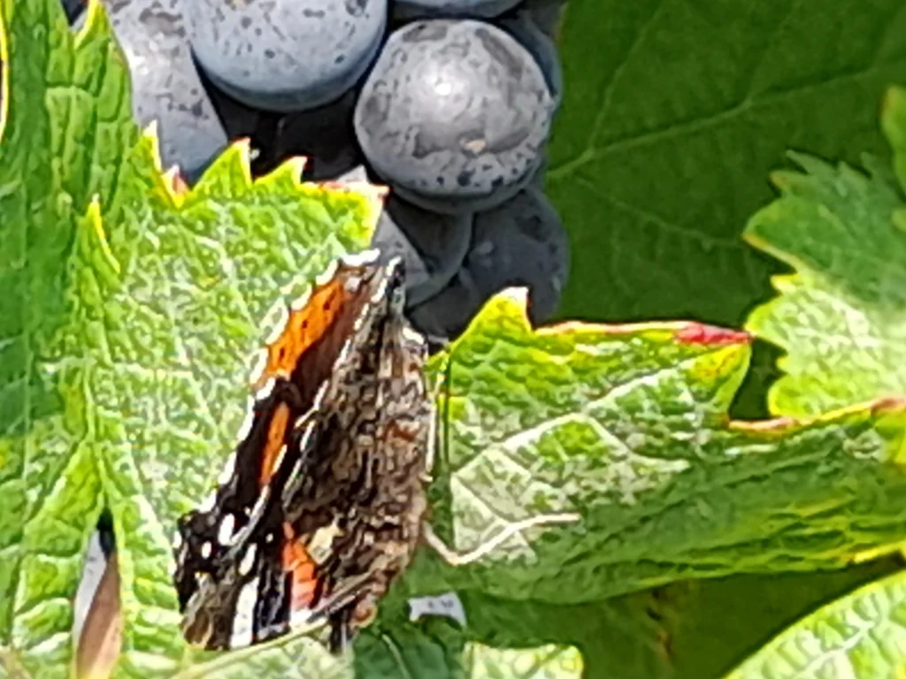 Weintraube im Weinberg an der Mosel